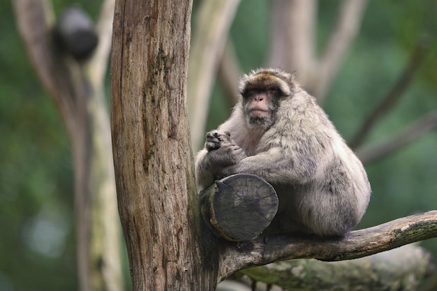 Macaque monkey in the nature