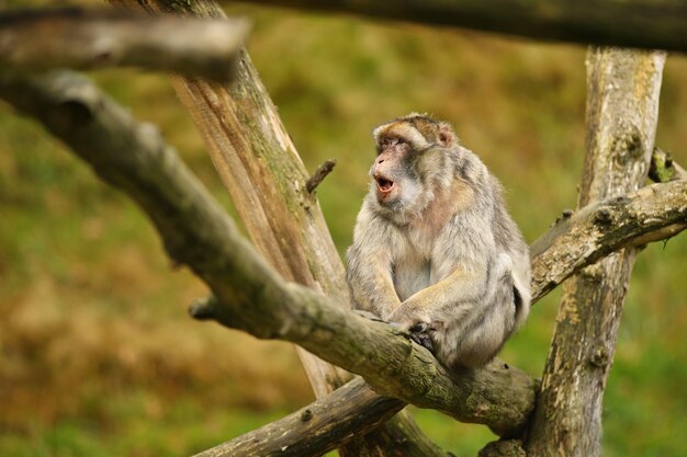 Macaque monkey in the nature