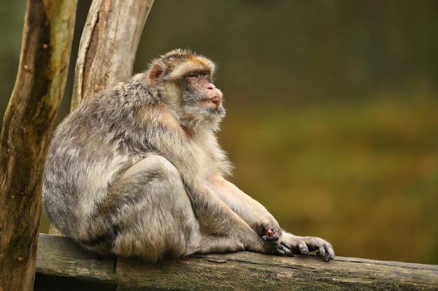 Macaque monkey in the nature