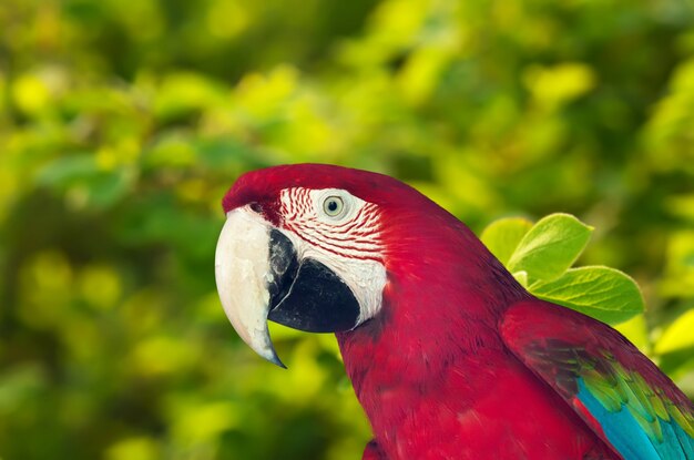 macaw papagay  against nature