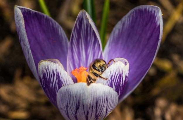 Free photo macro of a beautiful purple crocus vernus flower with a bee