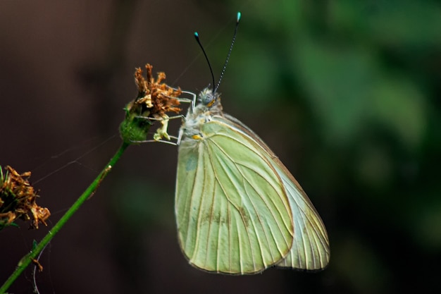 Free photo macro closeup shot of a cabbage butterfly sitting on a wilting flower