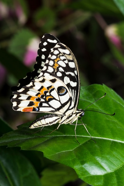 Macro colorful butterfly on leaf