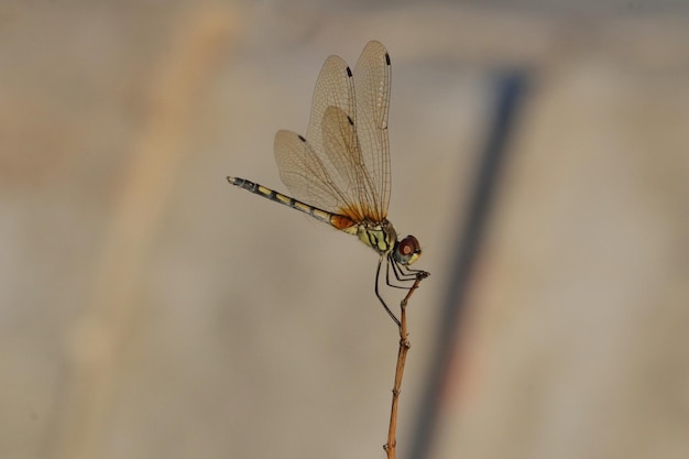 Free photo macro of a dragonfly on a tiny stick