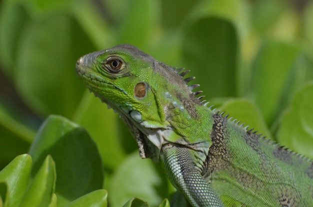 Free Photo macro of the face of a green iguana.