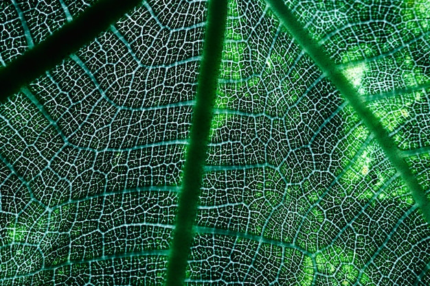 Macro of a green leaf