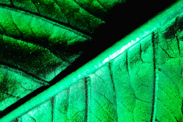 Macro of a green leaf