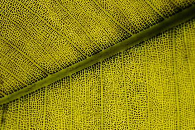 Free photo macro of a green leaf