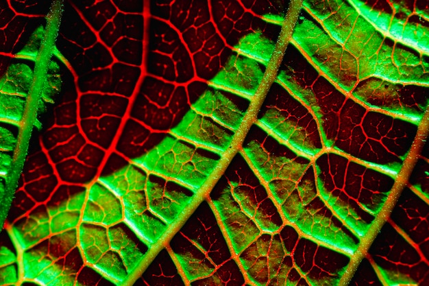 Macro of a green leaf