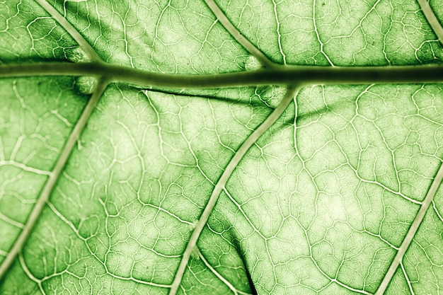 Free photo macro of a green leaf