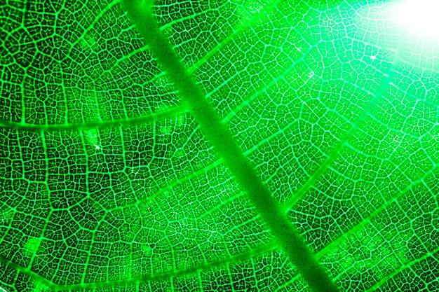 Free Photo macro of a green leaf