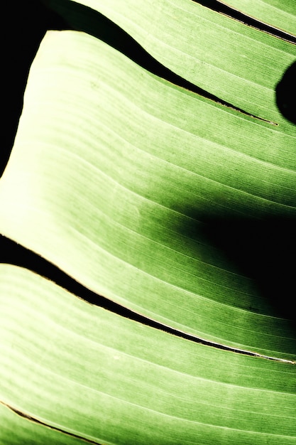 Free photo macro of a green leaf