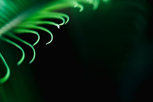 Free photo macro of a green tropical leaf