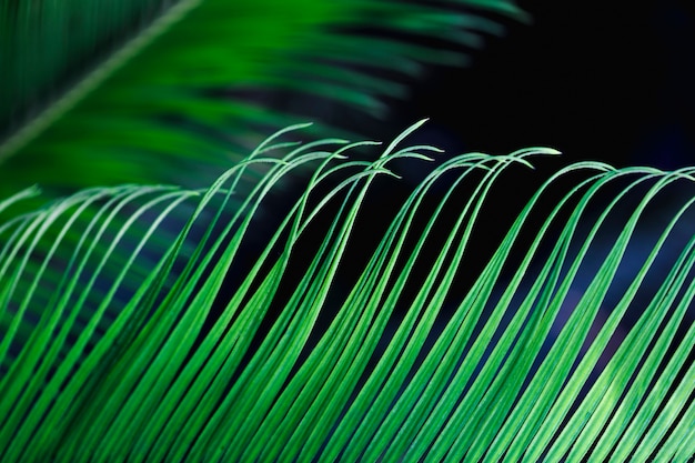 Free Photo macro of a green tropical leaf