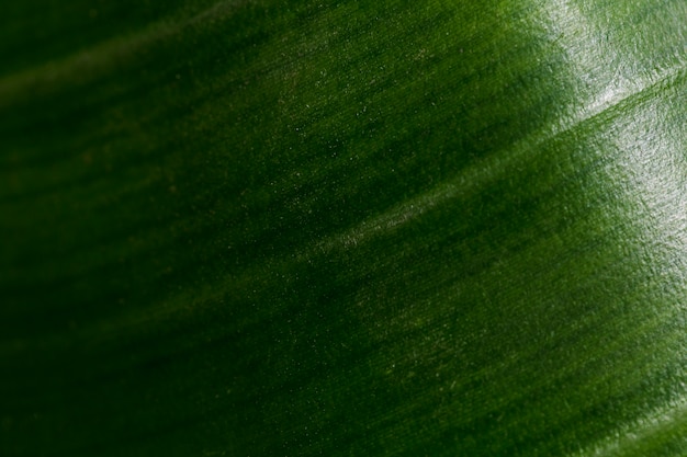 Free photo macro of a green tropical leaf