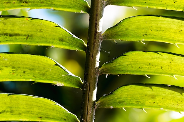 Free Photo macro of a green tropical leaf