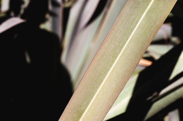 Free Photo macro of a green tropical leaf