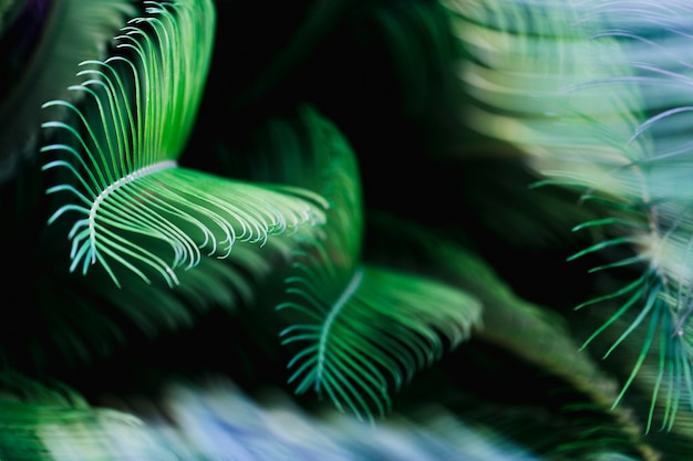 Macro of green tropical leaves