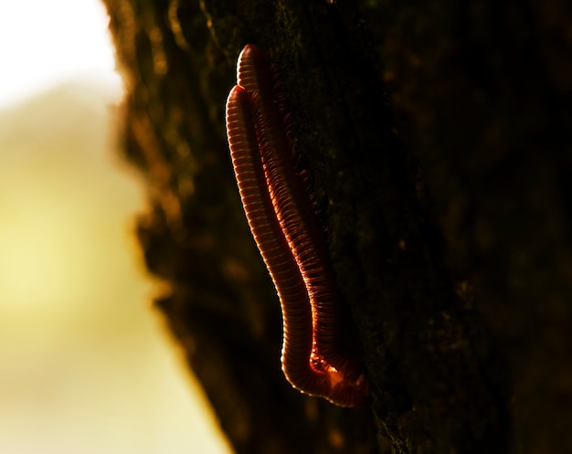 Free Photo macro of millipede phylum arthropoda animal