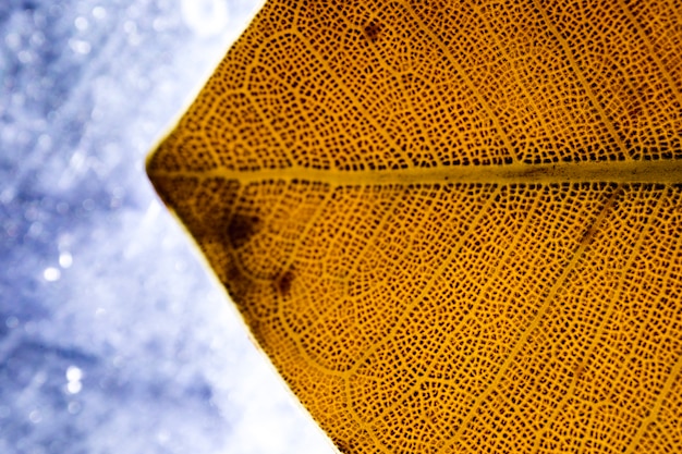 Macro of an orange leaf