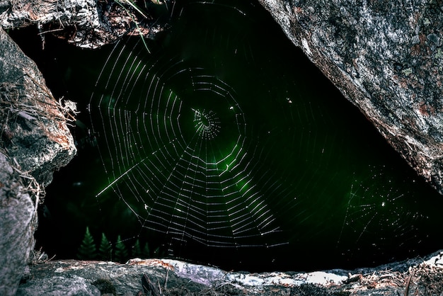 Free Photo macro photograph of spider's web