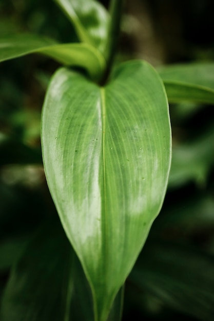 Macro photography of green leaf with blurred background