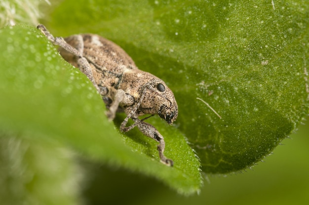 Free Photo macro photography shot of a band-winged grasshopper sitting on a fresh green leaf