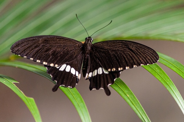 Free photo macro photography shot of black butterfly with white spots on a green plant