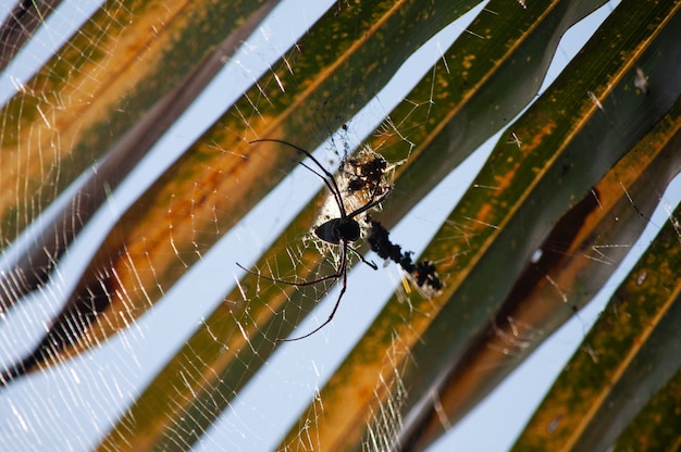 Free photo macro photography shot of a black spider weaving a spider web on a vlurred background