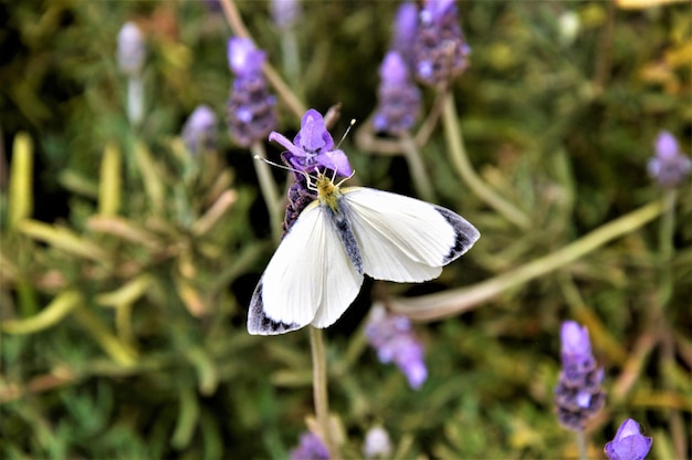 Macro photography shot of a white butterfly on English lavender flowers