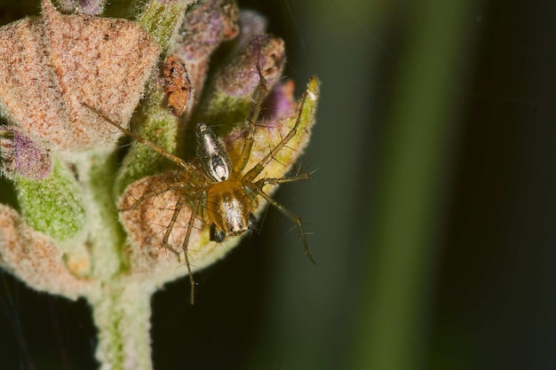 Free photo macro photography of a spider on a flowering plant