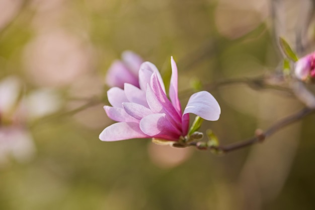 Macro of purple magnolia