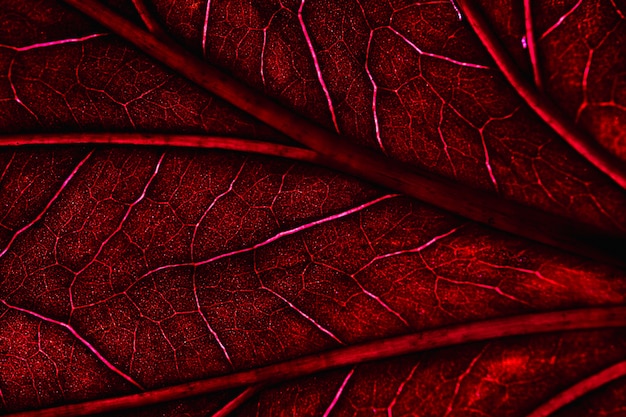 Macro of a red leaf