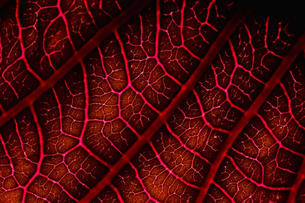 Free Photo macro of a red leaf