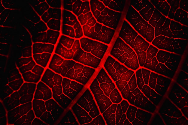 Free photo macro of a red leaf