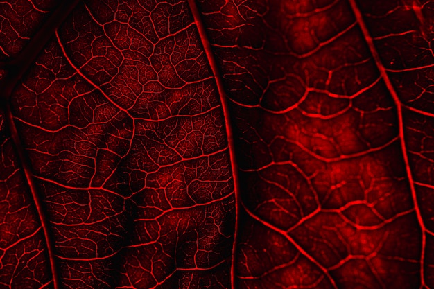 Free photo macro of a red leaf