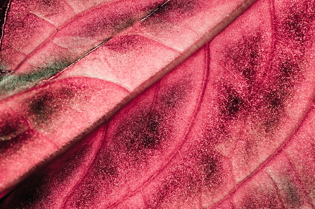 Macro of a red leaf