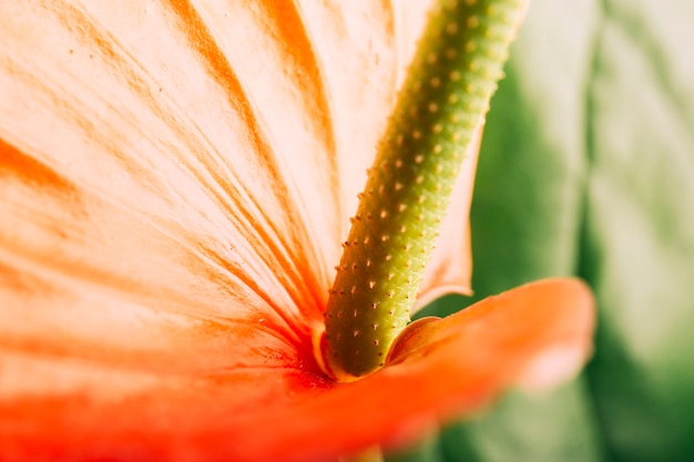 Macro shot of anthurium flower