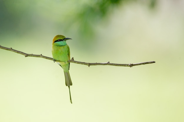 Free photo macro shot of a beautiful bee-eater sitting on a tree branch with a blurry