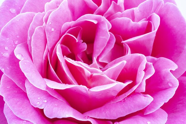 Macro shot of a beautiful pink rose with water drops - perfect for wallpaper