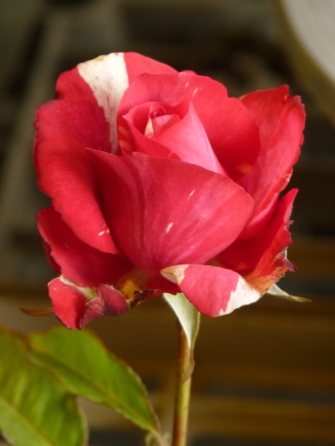 Macro shot of a beautiful red rose in its full bloom