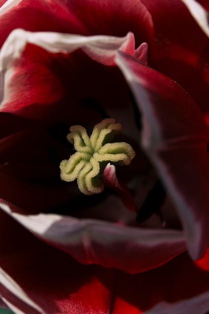 Free photo macro shot of a beautiful single flower