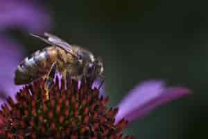 Free photo macro shot of a bee on an exotic purple flower with a blurred wall