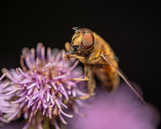 Free Photo macro shot of a bee on a flower in front of a black background