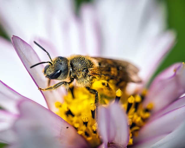 Free Photo macro shot of a bee on a flower outdoors during daylight