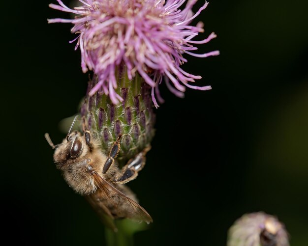 Macro shot of a bee on a flower outdoors