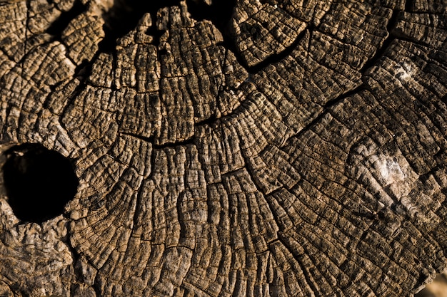 Free Photo macro shot of brown wooden texture