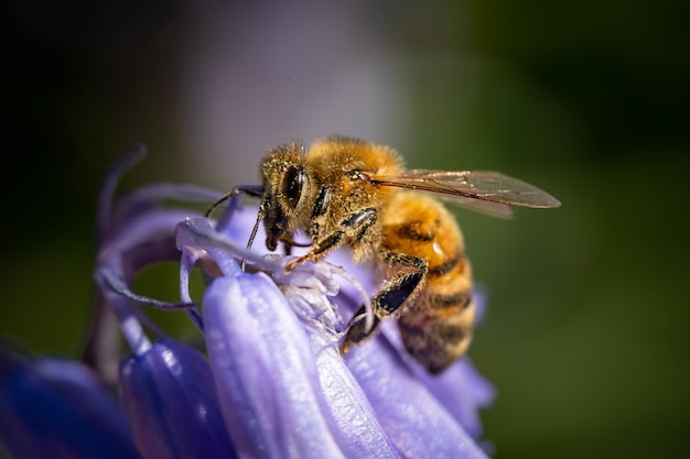 Free photo macro shot of a bumblebee on a purple flower