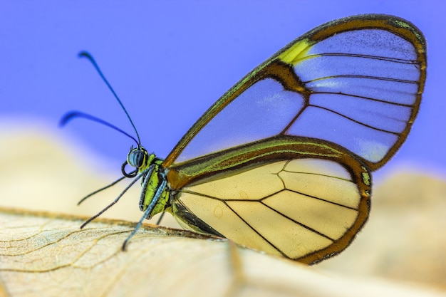 Free photo macro shot of a butterfly with transparent wings on a purple background