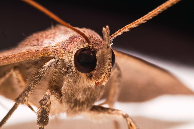 Free photo macro shot of a butterfly